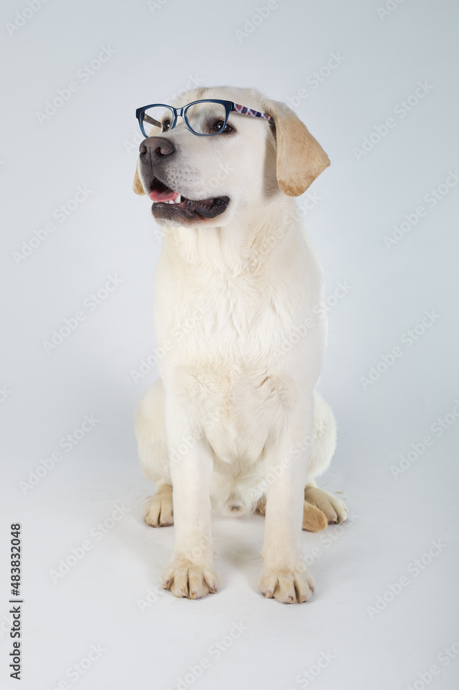 Purebred labrador retriever seated with glasses  background white