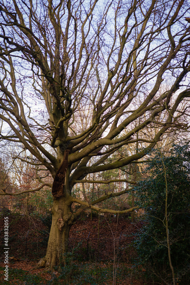 Big old tree Big old tree