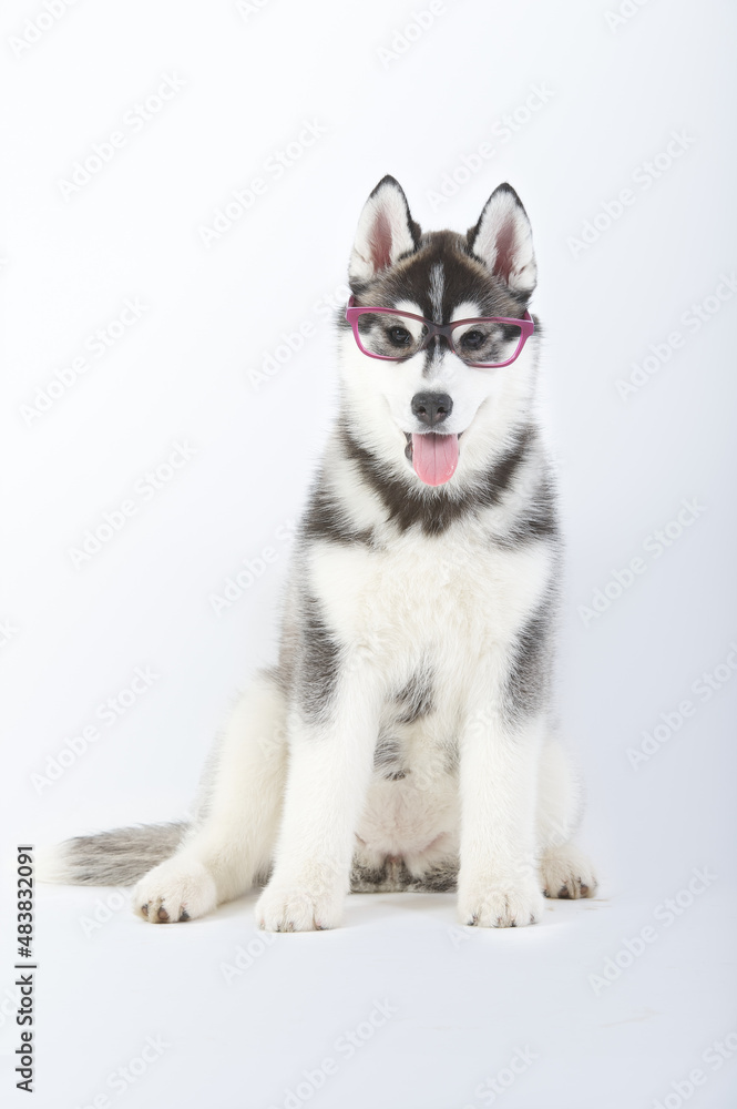 Siberian husky purebred dog puppy seated with glasses in studio white background