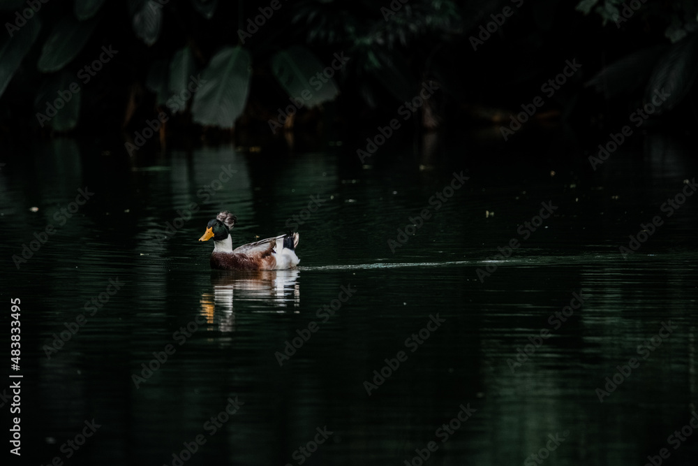 beautiful brown lonely duck with green emerald head, swimming in water with reflection in a pond dark green color with line on the water. The duck is in park of botanic garden of Colombia beautiful brown lonely duck with green emerald head, swimming in water with reflection in a pond dark green color with line on the water. The duck is in park of botanic garden of Colombia
