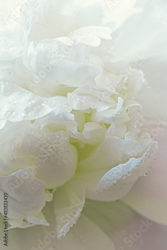 Dew drops on white flower petals close-up. Spring delicate flowers. Background for greeting card.