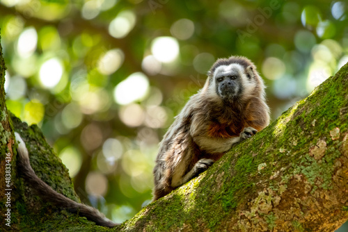 cute small brown grey titi monkey white-footed tamarin endemic from tropical exotic forest of Colombia sitting on green tree with moss. Nature of Latin America photo