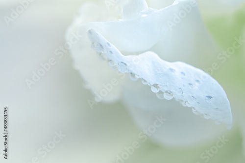 Dew drops on white flower petals close-up. Spring delicate flowers. Background for greeting card.