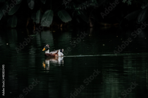 beautiful brown lonely duck with green emerald head, swimming in water with reflection in a pond dark green color with line on the water. The duck is in park of botanic garden of Colombia 