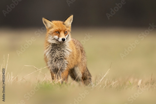 Red fox ( Vulpes vulpes ) close up