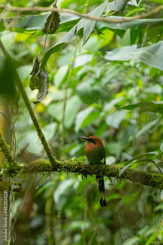 Bird watching of a Broad billed Motmot in Costa Rica