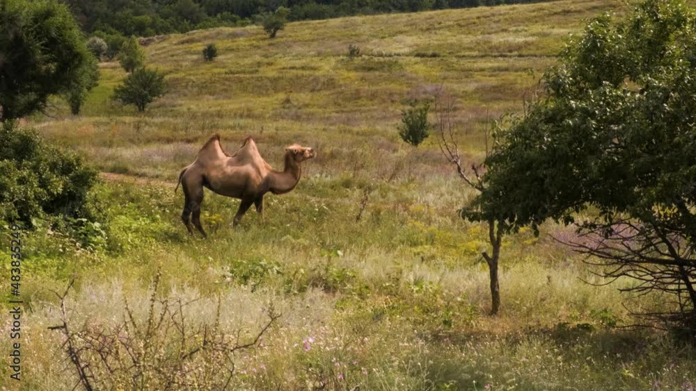 A two-humped camel stands motionless in the middle of the oasis and waves its tail. Wild animals in nature A two-humped camel stands motionless in the middle of the oasis and waves its tail. Wild animals in nature