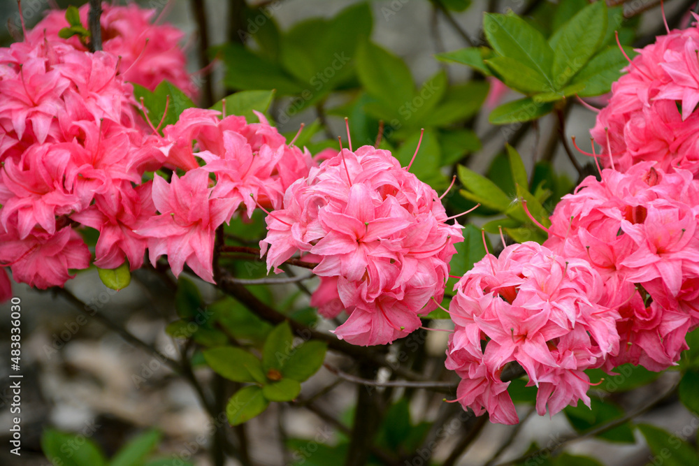 pink and white roses