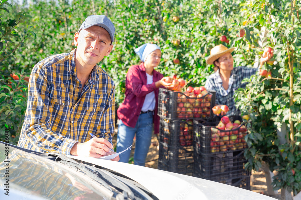 Obraz premium Workers harvesting apples in plantation. Employer standing beside car and filling out information in documents.