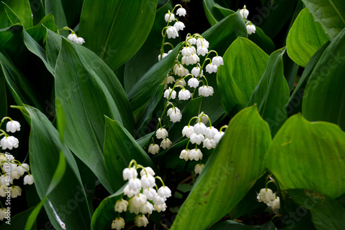 lily of the valley