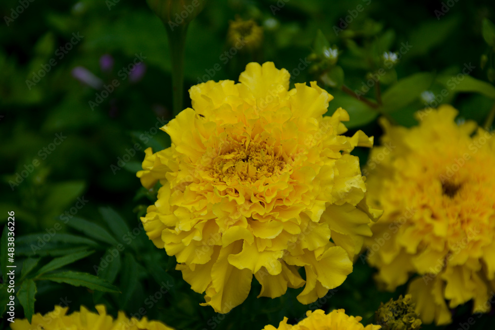 yellow flowers in the garden yellow flowers in the garden