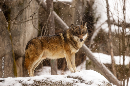 female Eurasian wolf  Canis lupus lupus  standing on the rocks with snow falling beautifully around him