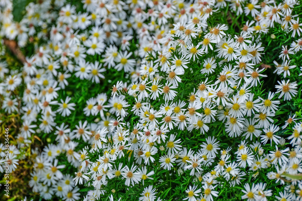 chamomille flowers in the wild chamomille flowers in the wild