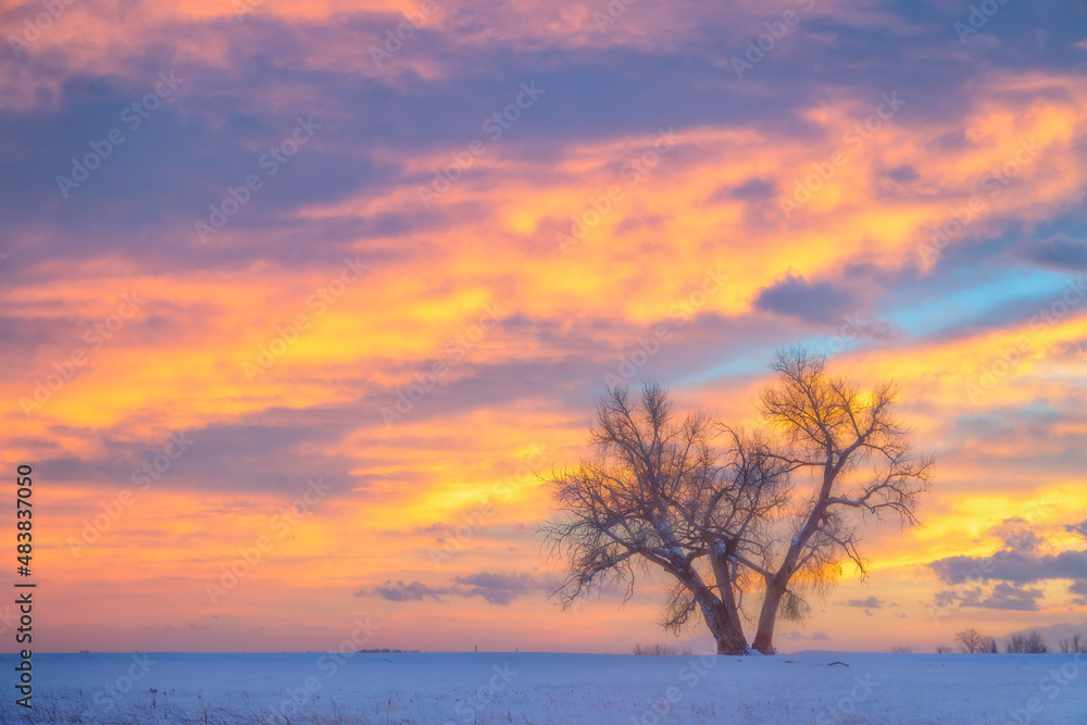 A Lone Winter Tree with a Colorado Colorful Sunset