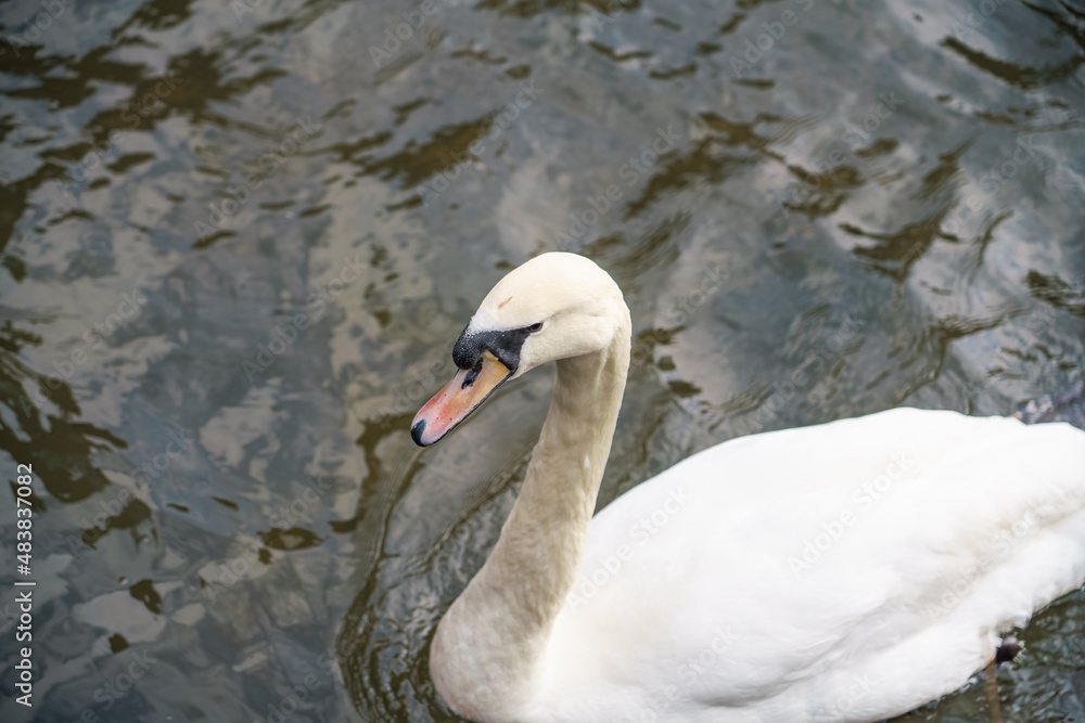 close up head shot of a white swan (Cygnus olor) on the river Avon in Wiltshire close up head shot of a white swan (Cygnus olor) on the river Avon in Wiltshire