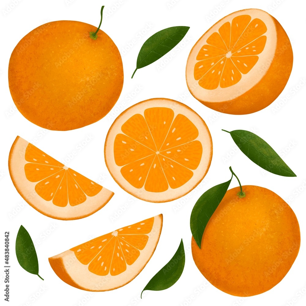 Whole and cut oranges and leaves set. Digital hand drawn illustration isolated on white background Whole and cut oranges and leaves set. Digital hand drawn illustration isolated on white background