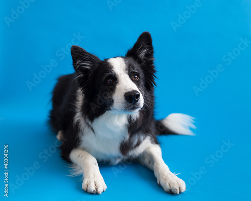 Selective focus full length view of handsome long-haired border collie lying down against plain blue background staring with intent expression