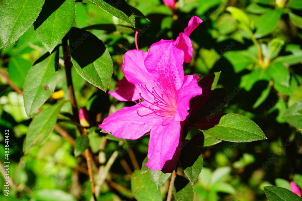 Close up shot of purple Rhododendron Simsii flower blossom Close up shot of purple Rhododendron Simsii flower blossom