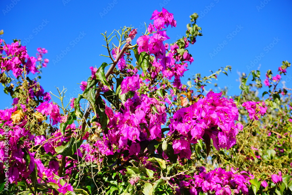 purple Blooming purple bougainvillea glabra flower purple Blooming purple bougainvillea glabra flower
