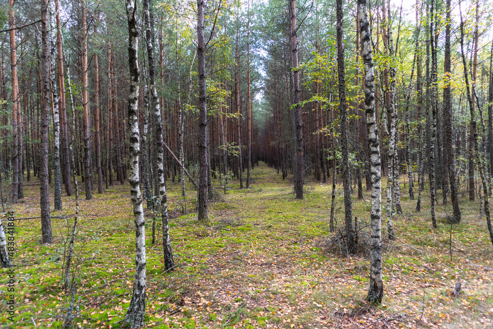 Fototapeta premium A forest path leading through a pine-birch forest in Poland.