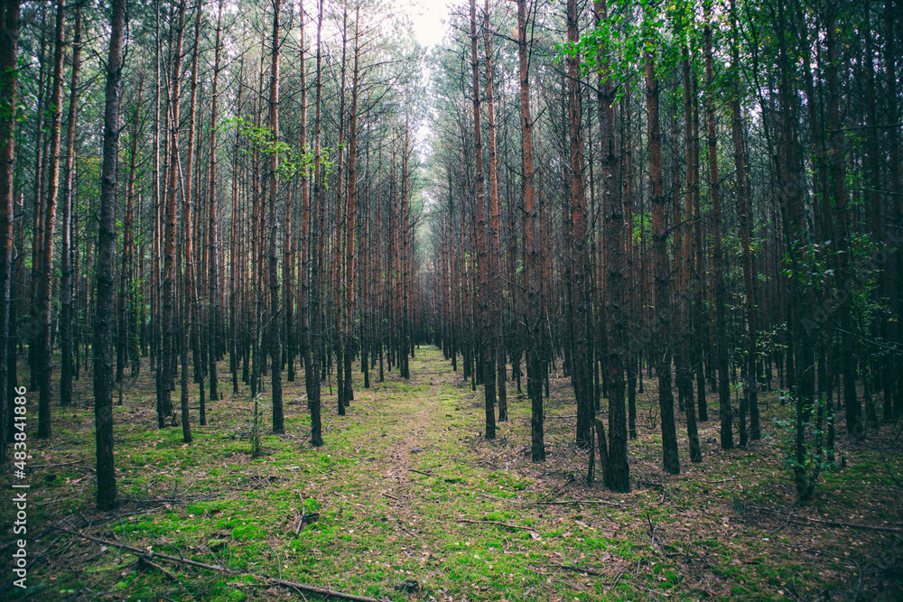 Obraz premium A forest path leading through a pine forest in Poland