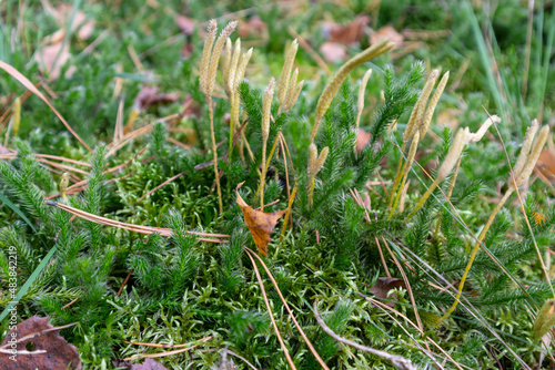 Lycopodium clavatum (common club moss or ground pine) photo