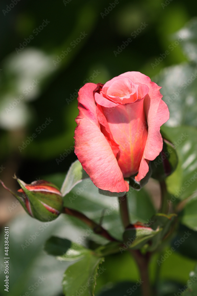 Rosa fiorita Rosa fiorita