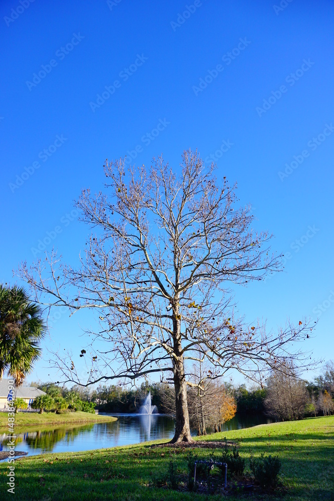 tree in the winter of Florida, USA tree in the winter of Florida, USA