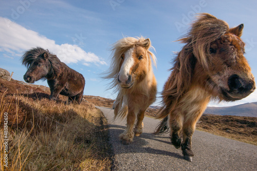 Foto Shetland Pony Ponies on the Isle of Uist, Scotland