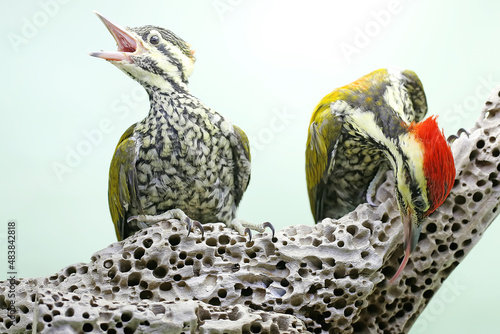 A pair of common flamebacks or common goldenbacks are looking for prey on a rotting tree trunk. This bird, which has the scientific name Dinopium javanense, likes to prey on insects and small reptiles photo