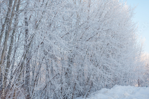 Winter landscape. Russian nature. Trees in the snow. Lots of snow all around. Winter season. Frost and sun.