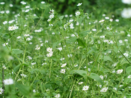 Stellaria media, chickweed, common chickweed, chickenwort, craches, maruns and winterweed in a clearing in the summer. Collection of medicinal plants for preparation of elixirs photo