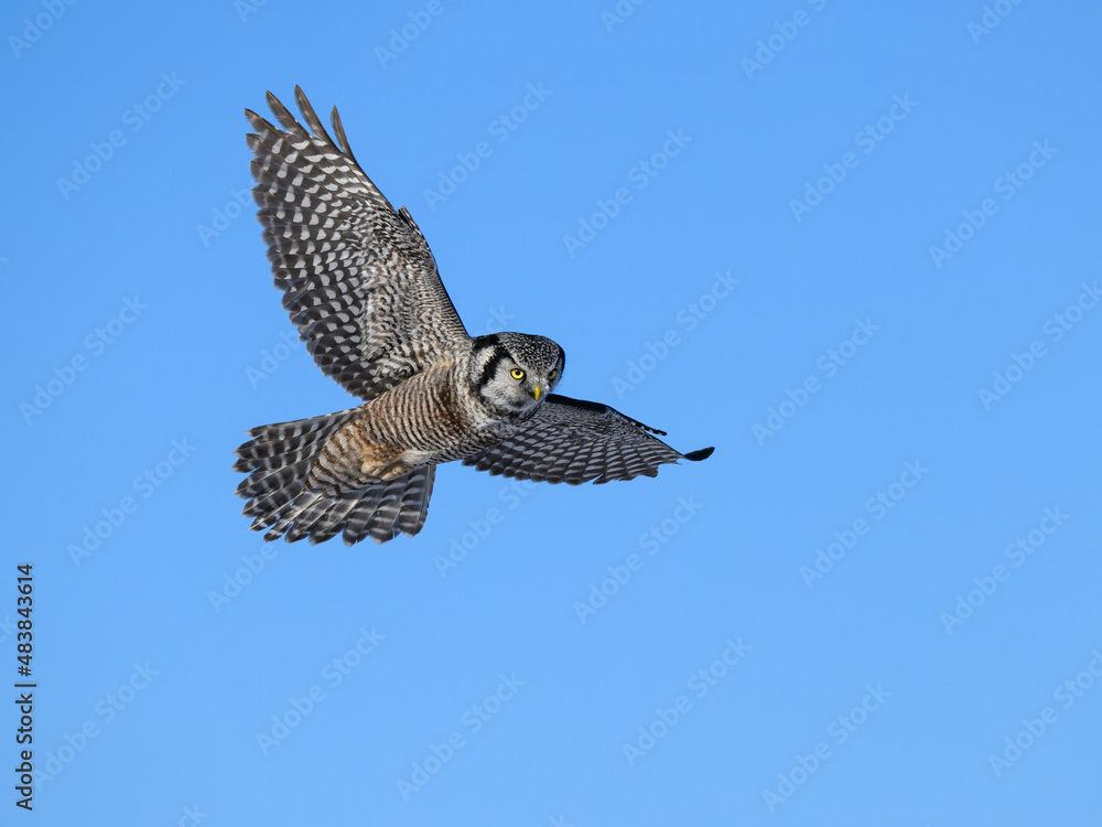 Fototapeta premium Northern Hawk Owl in Flight on Blue Sky