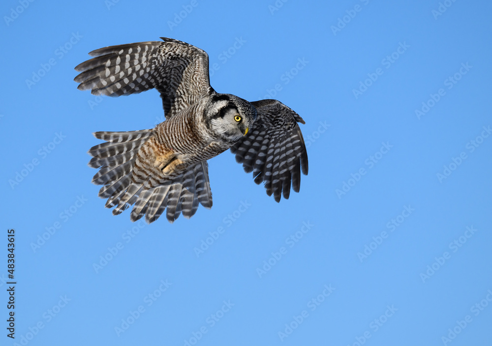 Fototapeta premium Northern Hawk Owl in Flight on Blue Sky