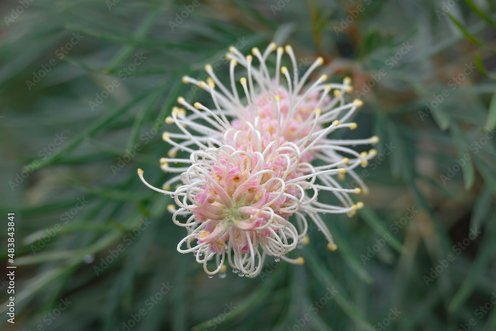 Soft colours in the garden - grevillea flower Soft colours in the garden - grevillea flower