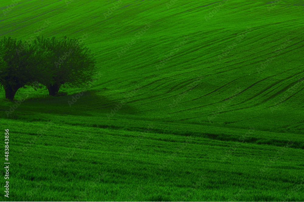 Obraz premium Verde Monferrato