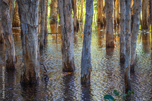 Melaleuca Paperbark Tea Trees in a swamp  photo