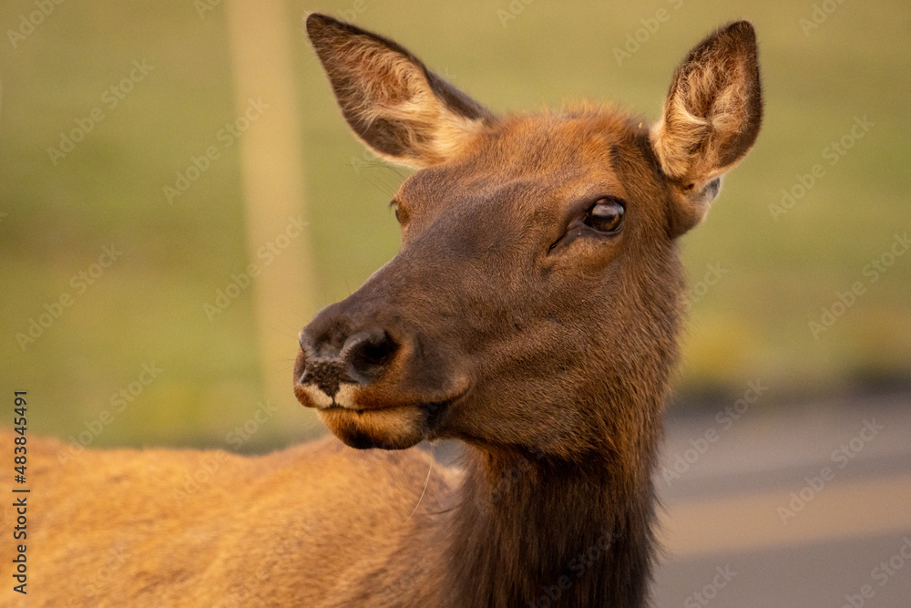 Close Up of Female Elk