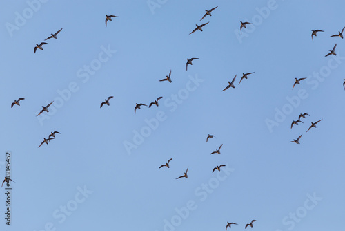 Migratory birds on Lake Khanka in Primorsky Krai. Schools of birds during the flight.