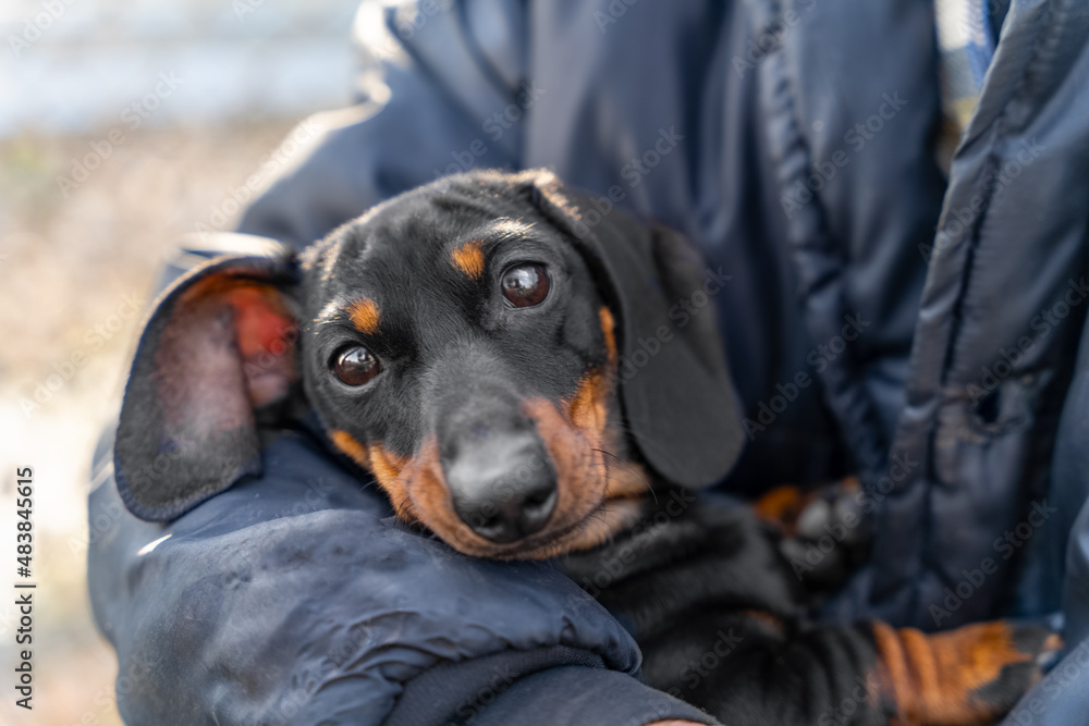 Portrait of cute frozen dachshund puppy wrapped in blanket, which owner in warm puffed jacket holds in hands, close up. Walking in a bad cold weather.