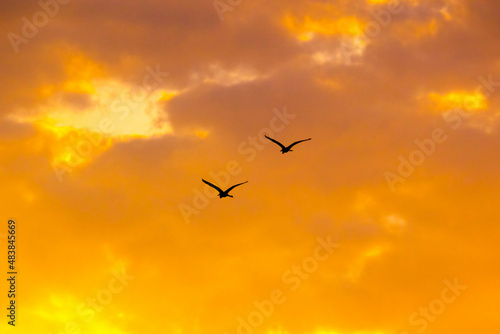 Silhouette of two birds flying against orange sky