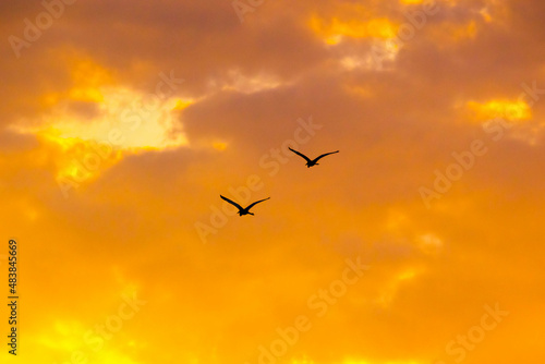 Photography Silhouette of two birds flying against orange sky