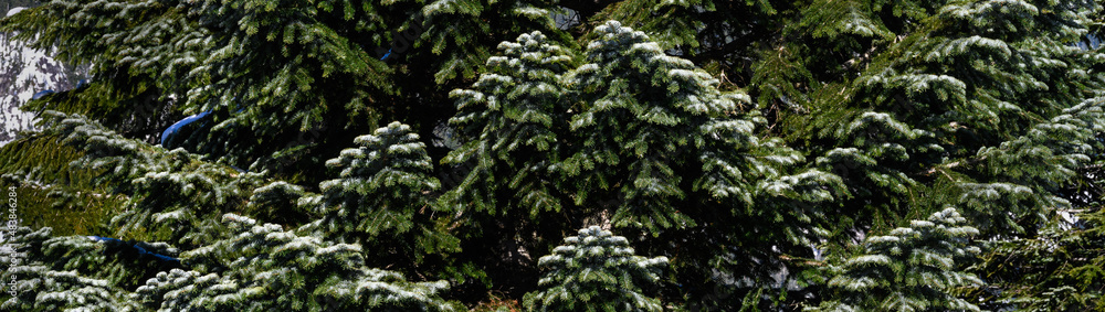 Closeup of beautifully shaped dark green evergreen fir tree with a dusting of snow on a sunny day, as a nature background
