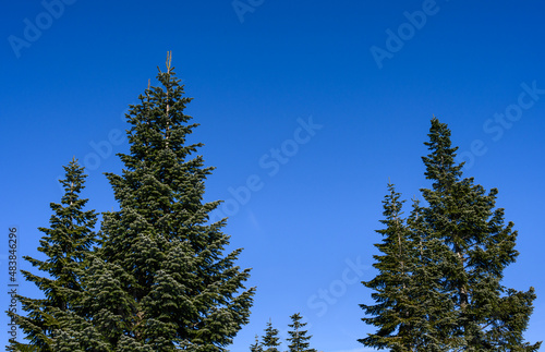 Beautifully shaped evergreen fir trees on a sunny day against a blue sky, as a nature background
