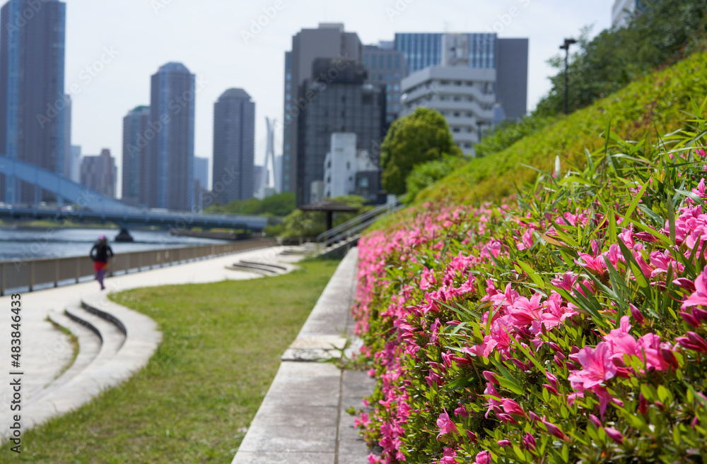 Beautifully blooming azaleas on the promenade where you can see the skyscrapers of the city