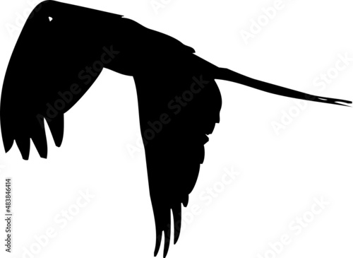 Perruche ou perroquet en vol, différentes postures et ailes ouvertes ou fermés. Par deux dans certaines photos de la série. En silhouette, vecteur à fond transparent. 