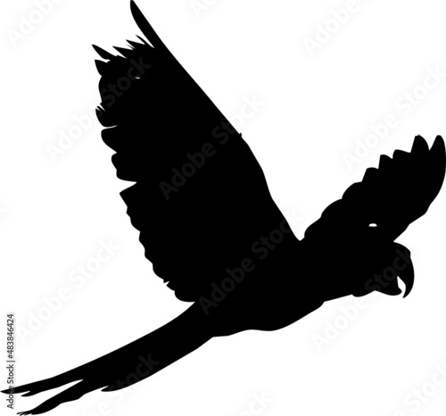 Perruche ou perroquet en vol, différentes postures et ailes ouvertes ou fermés. Par deux dans certaines photos de la série. En silhouette, vecteur à fond transparent. 