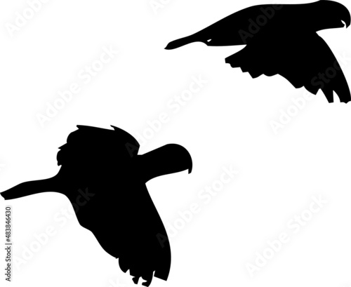 Perruche ou perroquet en vol, différentes postures et ailes ouvertes ou fermés. Par deux dans certaines photos de la série. En silhouette, vecteur à fond transparent. 
