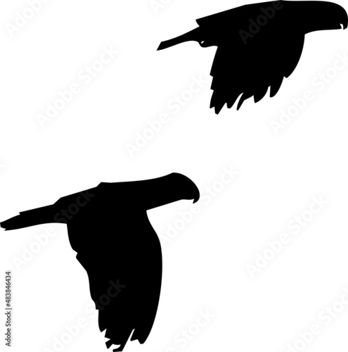 Perruche ou perroquet en vol, différentes postures et ailes ouvertes ou fermés. Par deux dans certaines photos de la série. En silhouette, vecteur à fond transparent. 