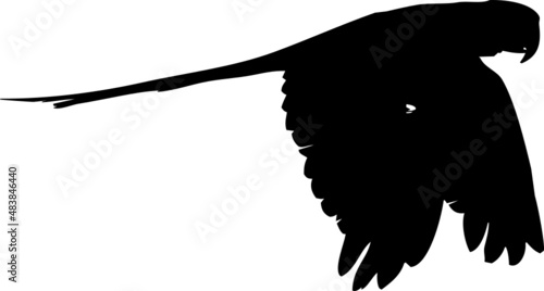 Perruche ou perroquet en vol, différentes postures et ailes ouvertes ou fermés. Par deux dans certaines photos de la série. En silhouette, vecteur à fond transparent. 